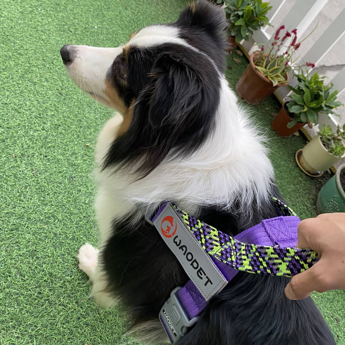 【国内発送 + 2個目半額セール!】GO! with PUPPY 名前入りハーネス 紐型ハーネス 無料カスタム名札ラベル作成 高性能ハーネス ひっぱり防止 トレーニング 首に負担の少ない 防災グッズ