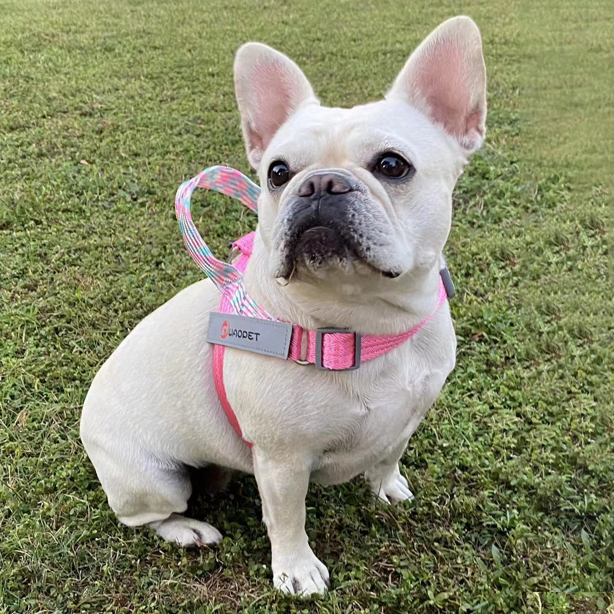 【国内発送 + 2個目半額セール!】GO! with PUPPY 名前入りハーネス 紐型ハーネス 無料カスタム名札ラベル作成 高性能ハーネス ひっぱり防止 トレーニング 首に負担の少ない 防災グッズ