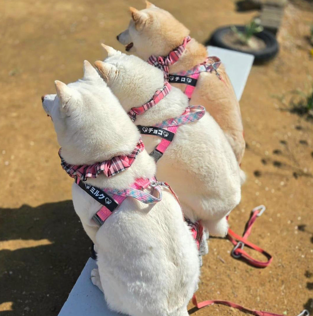 【国内発送 + 2個目半額セール!】GO! with PUPPY 名前入りハーネス 紐型ハーネス 無料カスタム名札ラベル作成 高性能ハーネス ひっぱり防止 トレーニング 首に負担の少ない 防災グッズ